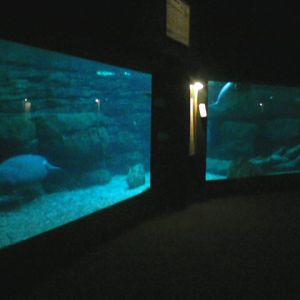 Manatee Springs- Florida manatee exhibit