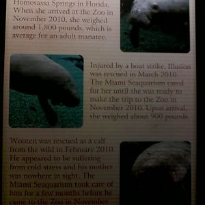 Stories of the Manatees at the Zoo