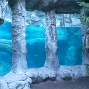 Lords of the Arctic- Polar Bear Underwater Viewing area