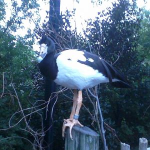 Lorikeet Landing- Magpie Goose