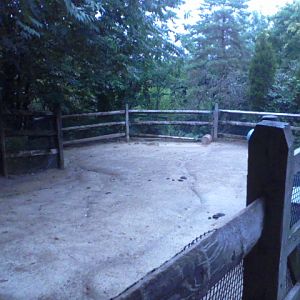Children's Zoo- Blakely's Barn- Dexter Cattle yard
