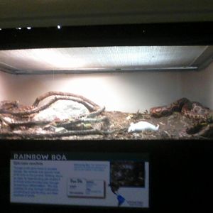 Reptile House- Brazilian Rainbow Boa exhibit