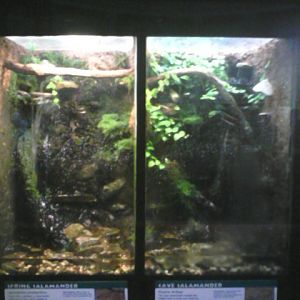 Reptile House- Amphibian exhibits