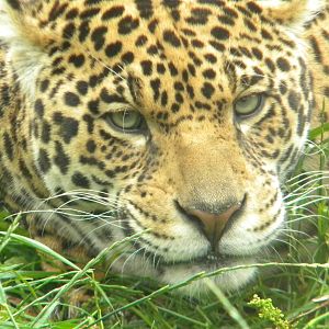 Saka the Jaguar  at SLWAP 16/07/11