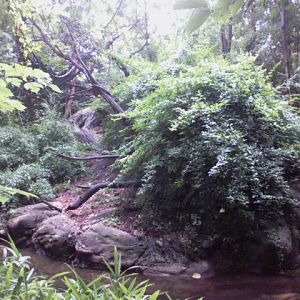 Jungle Trails- Asian Animals Trail- Mueller's Gibbon island