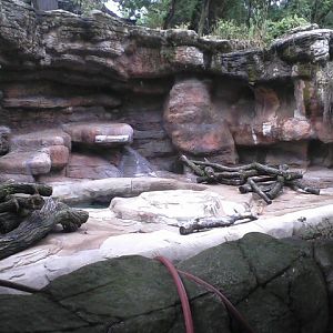 Bear Line- Spectaceled Bear exhibit