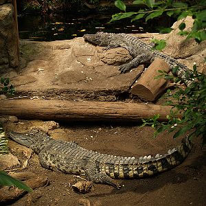 Barcelona Zoo - Siamese crocodiles