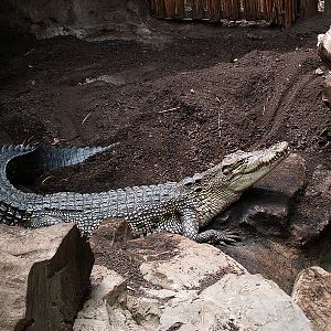 Barcelona Zoo - Saltwater crocodile