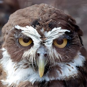 Spectacled Owl