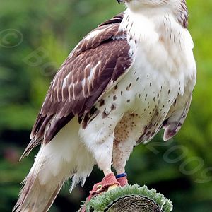Ferruginous Hawk