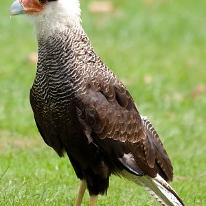 Southern Caracara