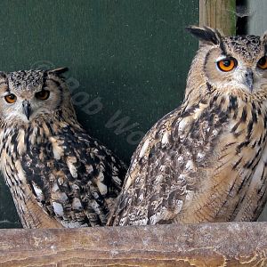 Eurasian Eagle Owl