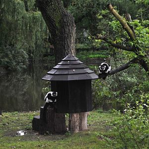 Black and White Ruffed Lemur exhibit