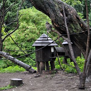 Ring-Tailed Lemur Island
