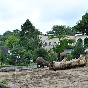 Elephants exhibit
