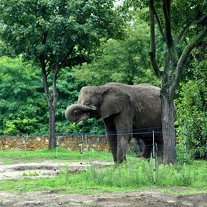 African Elephant