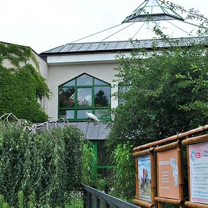 Peacock came to visit the elephants