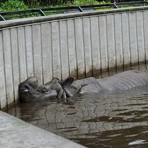 Rhino bath