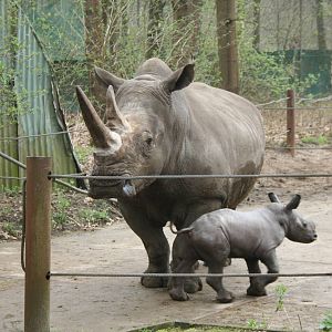 Southern White Rhino and baby(Burgers' Zoo)