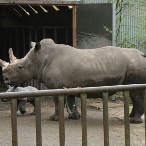 Southern White Rhino and baby(Burgers\' Zoo) 5