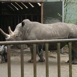 Southern White Rhino and baby(Burgers\' Zoo)3
