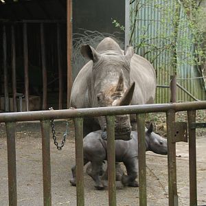 Southern White Rhino and baby(Burgers\' Zoo)