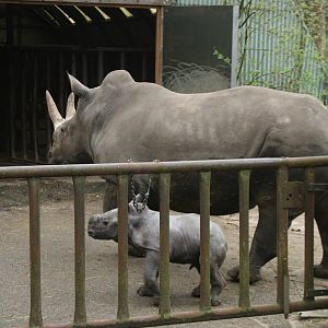 Southern White Rhino and baby(Burgers\' Zoo) 67