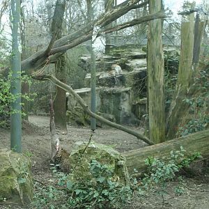 Sri Lankan leopard Exhibit(Burgers' Zoo)