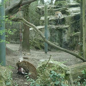 Sri Lankan leopard Exhibit (Burgers' Zoo)