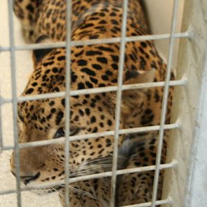Sri Lankan leopard(Burgers' Zoo)9