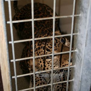 Sri Lankan leopard(Burgers' Zoo)2