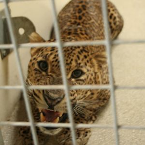 Sri Lankan leopard(Burgers' Zoo)