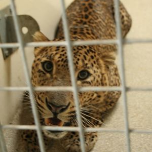 Sri Lankan leopard(Burgers' Zoo)6