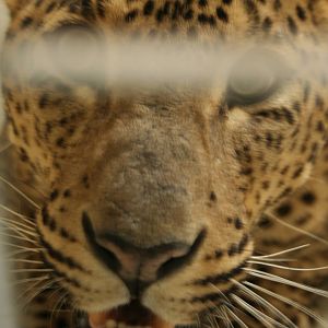 Sri Lankan leopard(Burgers' Zoo)5