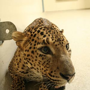 Sri Lankan leopard(Burgers' Zoo)4