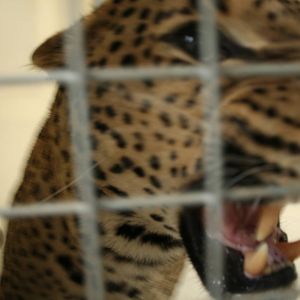 Sri Lankan leopard(Burgers' Zoo)3