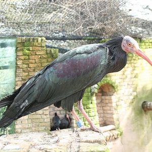 Bald ibis