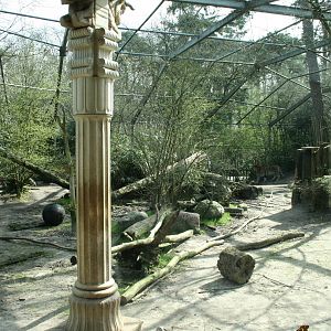 amur tiger (amersfoortzoo)