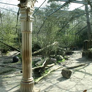 amur tiger (amersfoortzoo)
