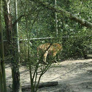 amur tiger (amersfoortzoo)