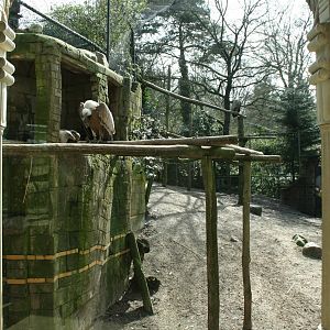 amur tiger (amersfoortzoo)