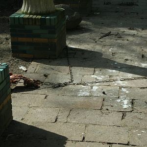 amur tiger (amersfoortzoo)