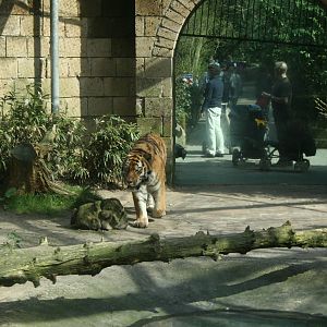 amur tiger (amersfoortzoo)