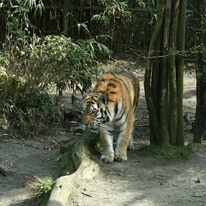 amur tiger (amersfoortzoo)
