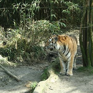 amur tiger (amersfoortzoo)