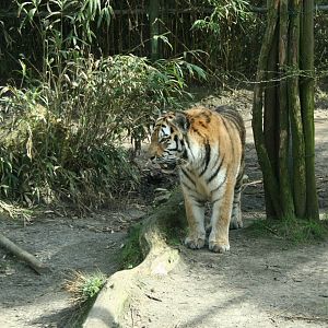 amur tiger (amersfoortzoo)