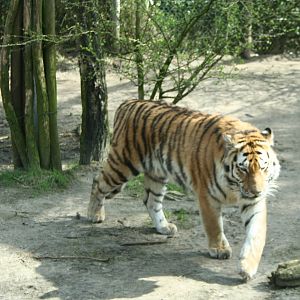 amur tiger (amersfoortzoo)