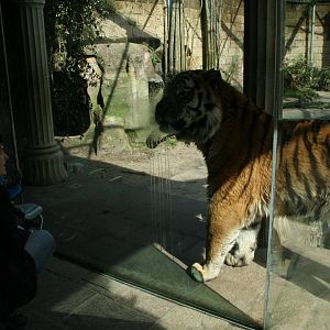 amur tiger (amersfoortzoo)