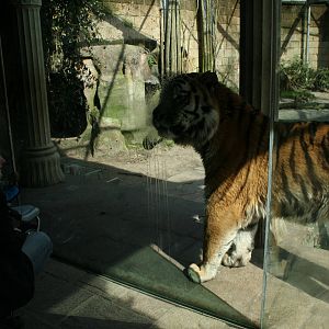 amur tiger (amersfoortzoo)