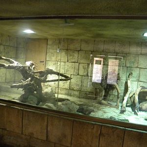 African Rock Python enclosure at Terra Natura 29/07/11